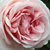 Różowy  - Róża nostalgie - Aphrodite®